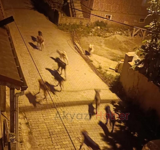 Akyazı'da sürüler halinde gezen köpekler korku saçıyor