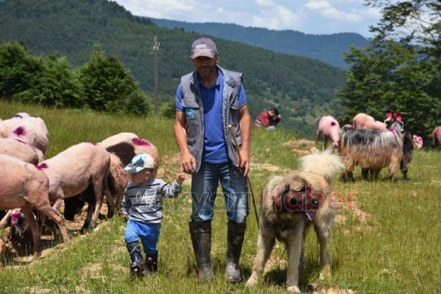 Gelin gibi süslenen hayvanları ile göçe başladılar