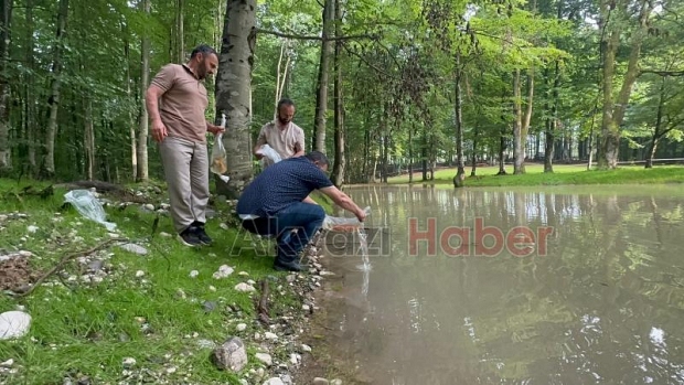 Gölete 500 adet koi balığı bıraktılar