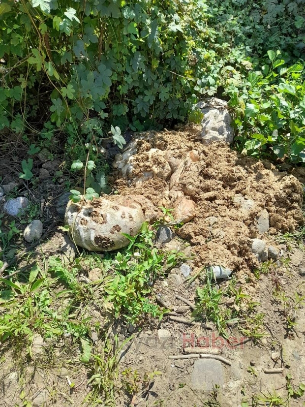 İşkembe ve sakatatları çevreye attılar