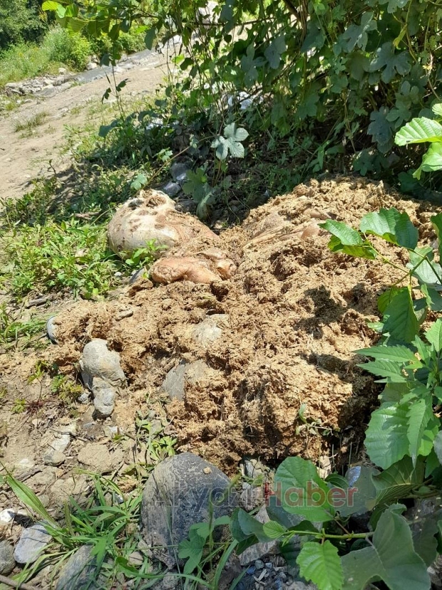 İşkembe ve sakatatları çevreye attılar