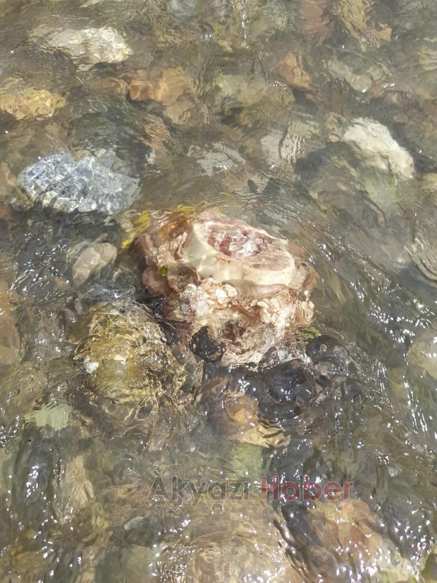 İşkembe ve sakatatları çevreye attılar