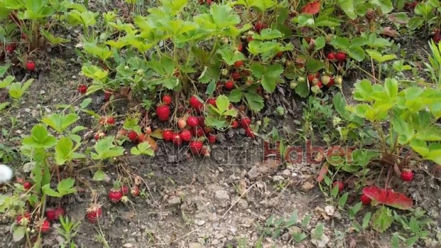 Maliyetini karşılamayan çilek tarlada kaldı