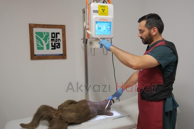 Yavru ayı ormanda yaralı halde bulundu