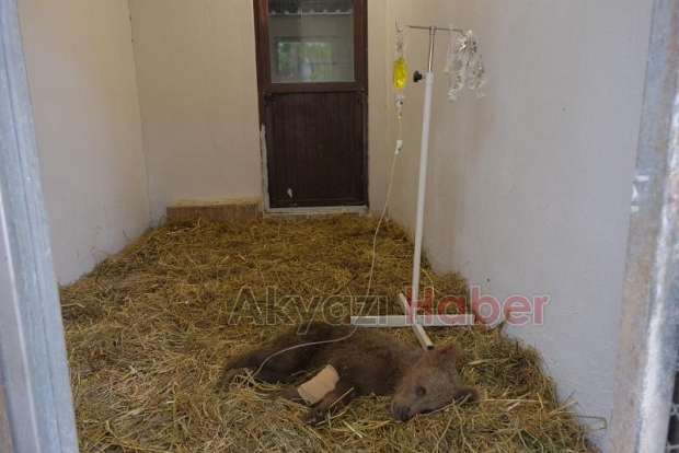 Yavru ayı ormanda yaralı halde bulundu