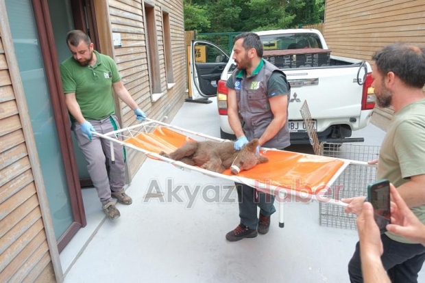 Yavru ayı ormanda yaralı halde bulundu