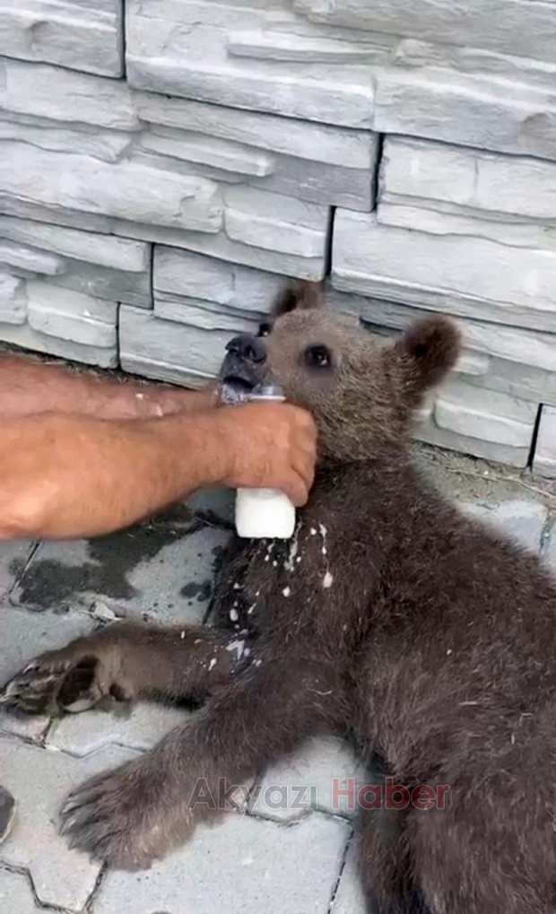 Yavru ayı ormanda yaralı halde bulundu