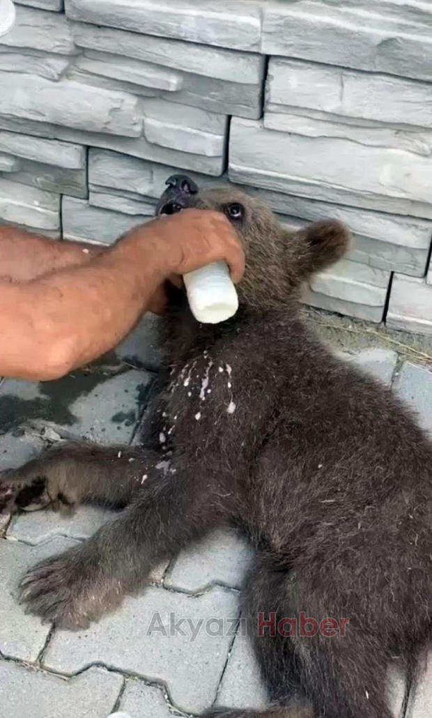 Yavru ayı ormanda yaralı halde bulundu