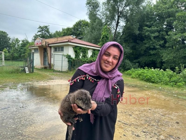 Akyazı'da bulunan yavru su samuru Milli Parklar'a teslim edildi
