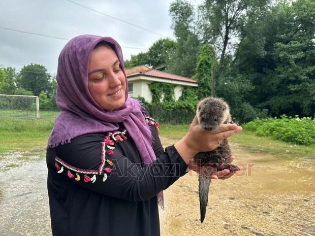 Akyazı'da bulunan yavru su samuru Milli Parklar'a teslim edildi