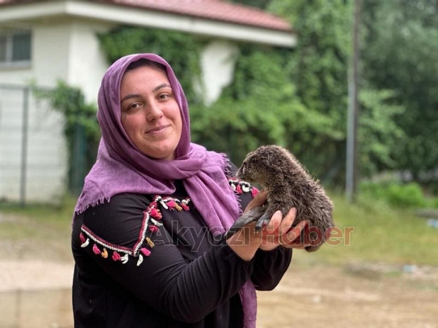 Akyazı'da bulunan yavru su samuru Milli Parklar'a teslim edildi