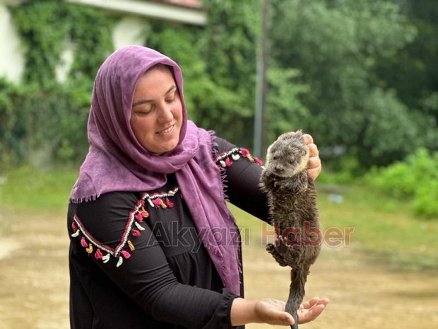 Akyazı'da bulunan yavru su samuru Milli Parklar'a teslim edildi