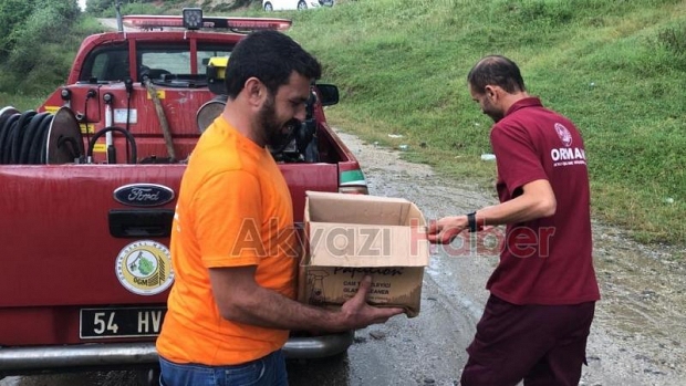 Akyazı'da bulunan yavru su samuru Milli Parklar'a teslim edildi