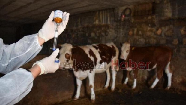 Akyazıda şap alarmı