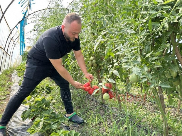  Ata tohumuyla yetişen dev domatesler şaşırtıyor