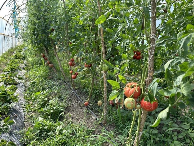  Ata tohumuyla yetişen dev domatesler şaşırtıyor