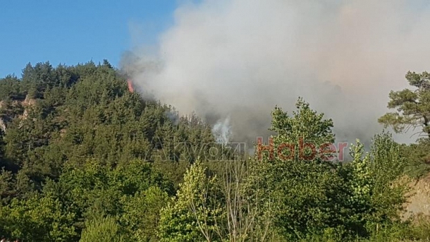 Taraklı'da orman yangını 