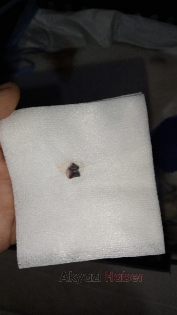Beslediği kediyi vurdular