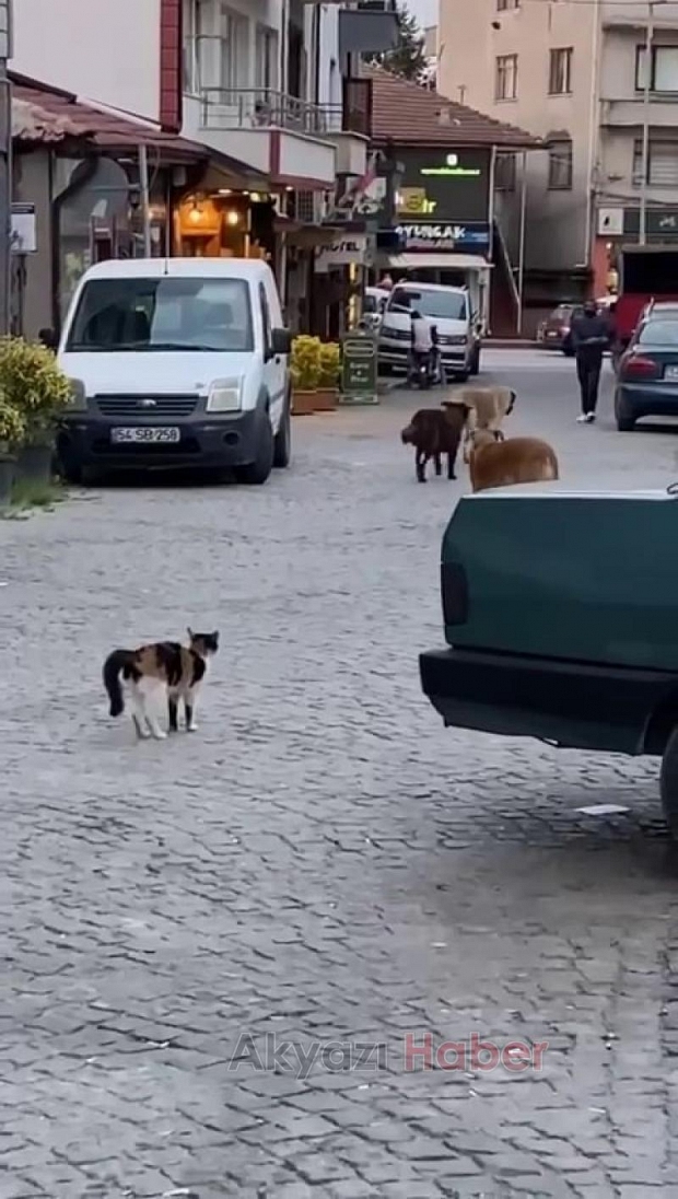 Cesur kedi 3 köpeğe böyle kafa tuttu