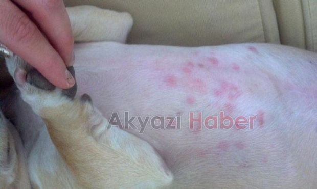 Köpeklerden insanlara uyuz geçer mi ?