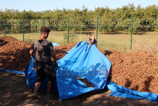 File örtüyle yapılan fındık hasadında maliyet düştü