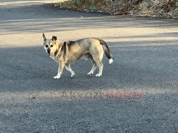 Kız çocuğuna okula giderken köpek saldırıp ısırdı