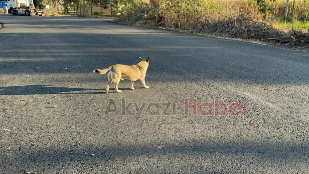 Kız çocuğuna okula giderken köpek saldırıp ısırdı