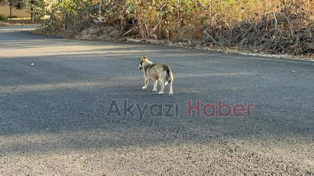 Kız çocuğuna okula giderken köpek saldırıp ısırdı