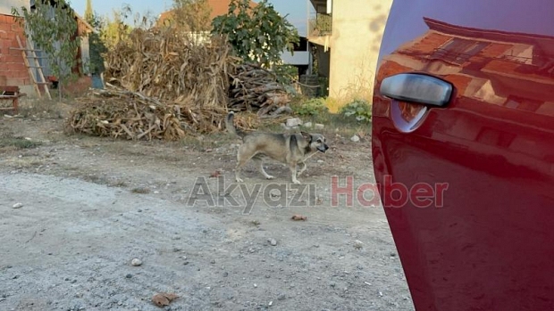 Kız çocuğuna okula giderken köpek saldırıp ısırdı
