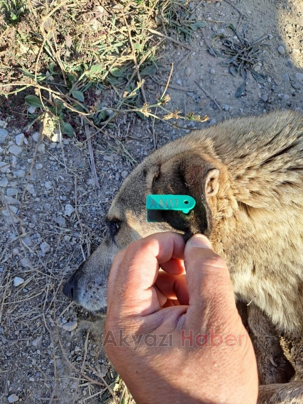 Akyazı'da çocuğu ısıran köpeğin kaydı Hendek'ten çıktı
