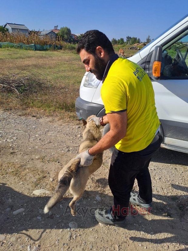 Akyazı'da çocuğu ısıran köpeğin kaydı Hendek'ten çıktı
