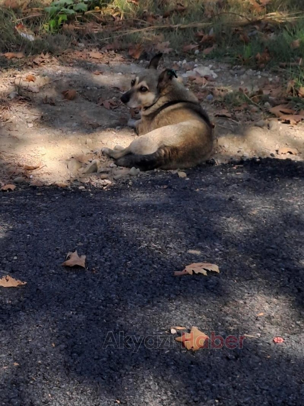 Akyazı'da çocuğu ısıran köpeğin kaydı Hendek'ten çıktı