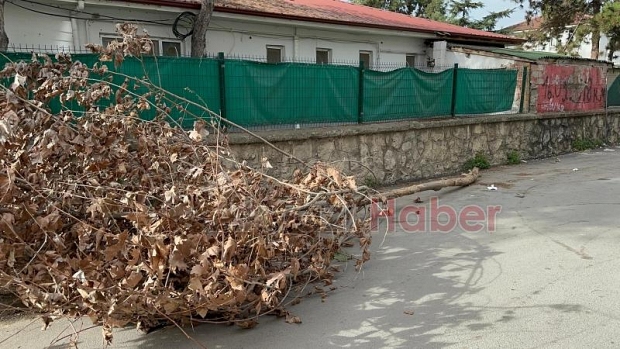 Çınar ağacının kopan dalı gencin üzerine düştü