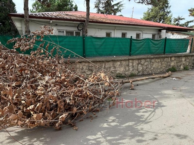 Çınar ağacının kopan dalı gencin üzerine düştü