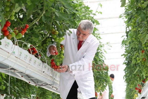 Büyükşehir topraksız tarımla 5 ayda 500 ton domates üretti