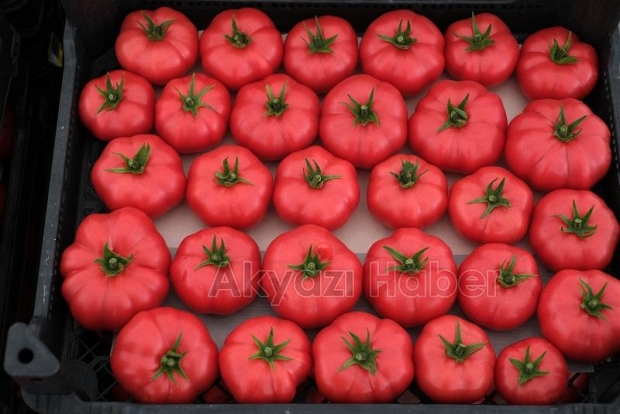 Büyükşehir topraksız tarımla 5 ayda 500 ton domates üretti