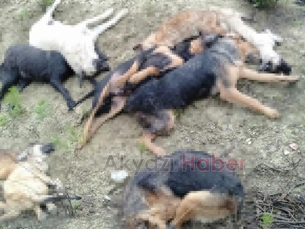 Köpek katliamında yeni gelişme
