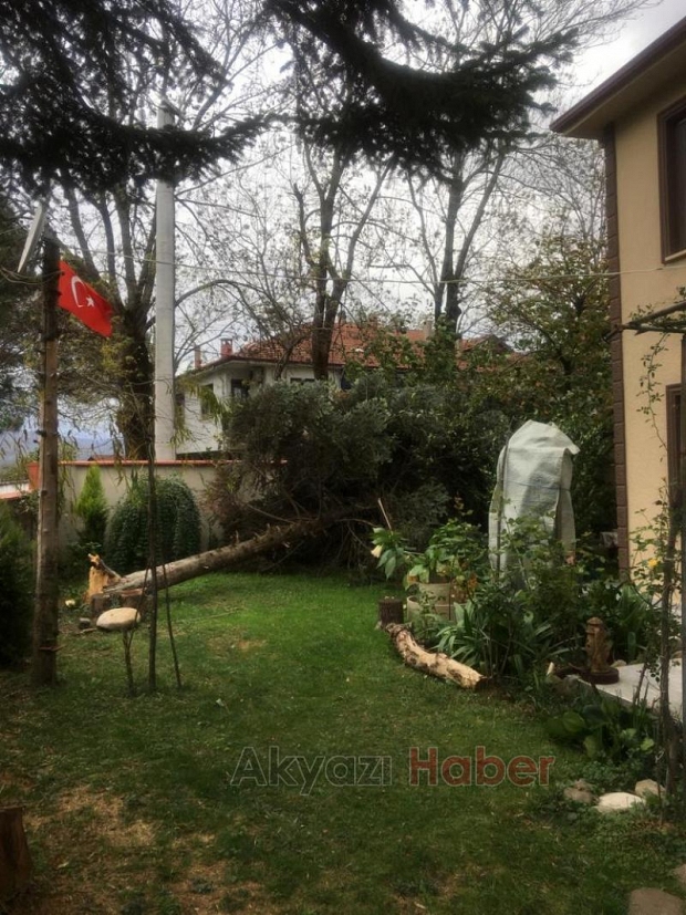 Ağaçlar fırtınaya dayanamayıp yıkıldı