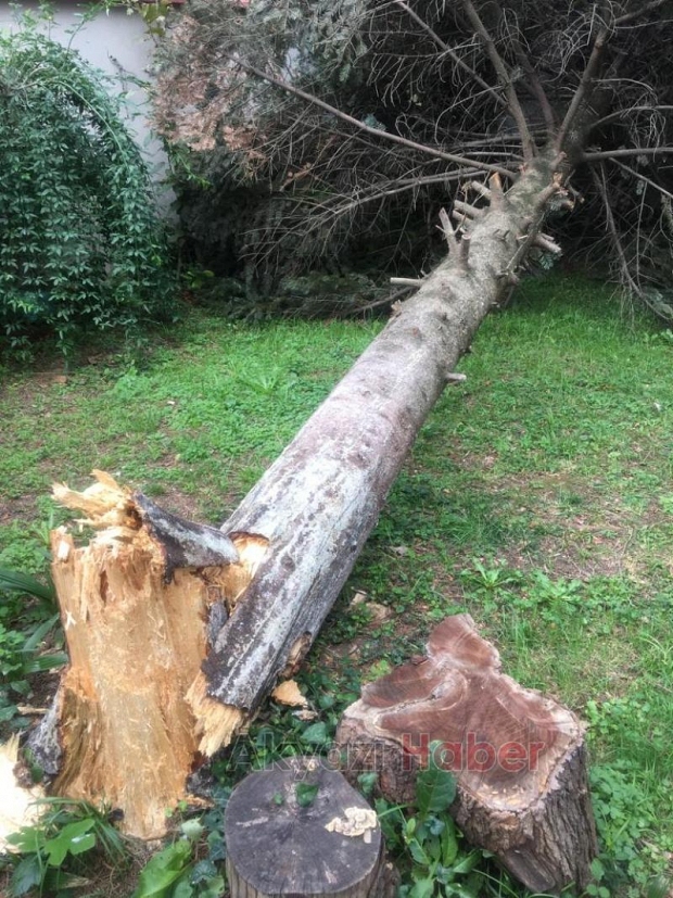 Ağaçlar fırtınaya dayanamayıp yıkıldı