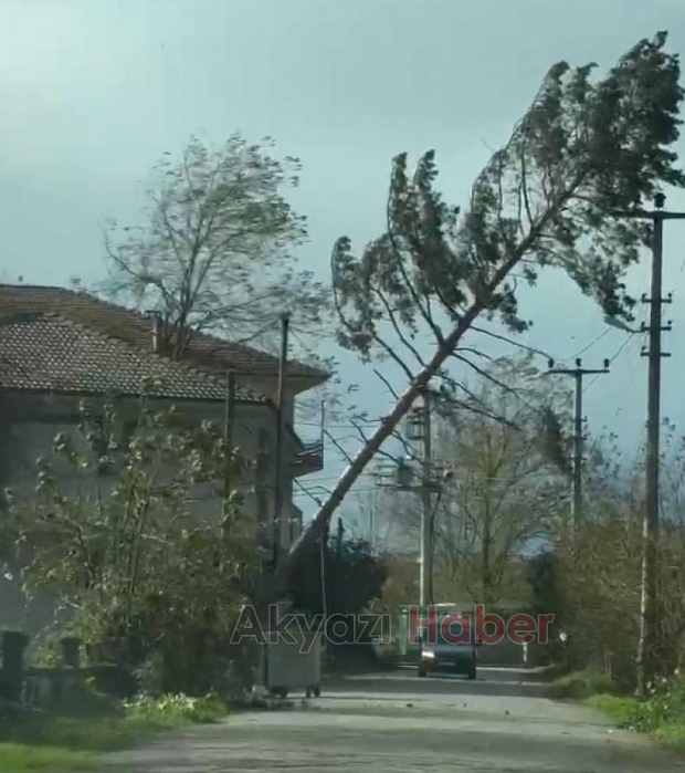 Ağaçlar fırtınaya dayanamayıp yıkıldı