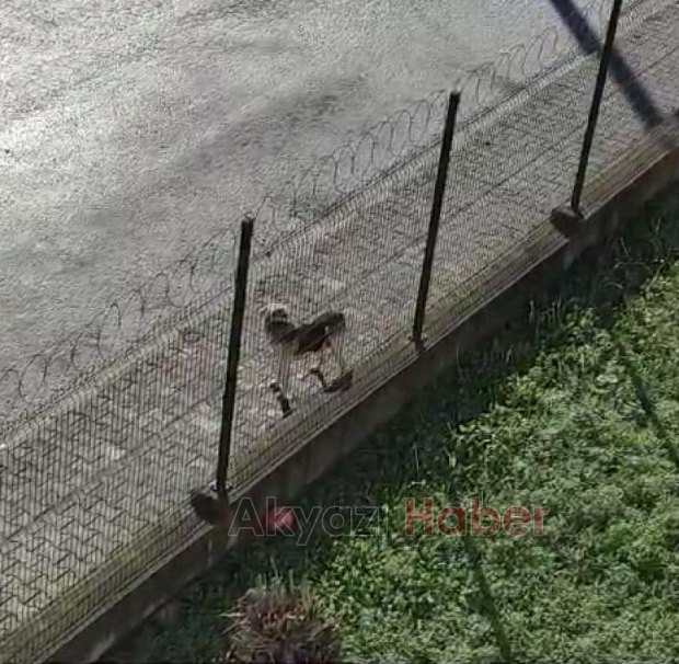 Akyazıda sokak köpekleri sorunu devam ediyor