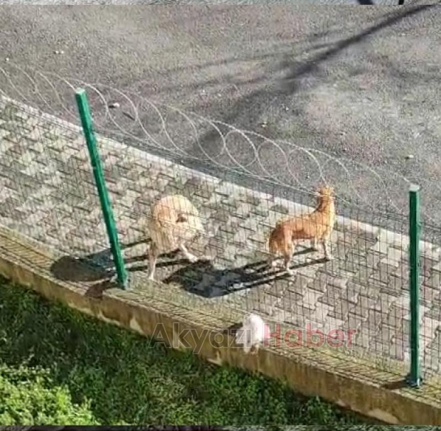 Akyazıda sokak köpekleri sorunu devam ediyor