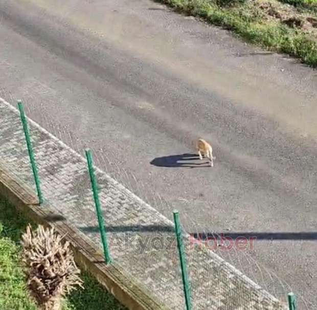 Akyazıda sokak köpekleri sorunu devam ediyor