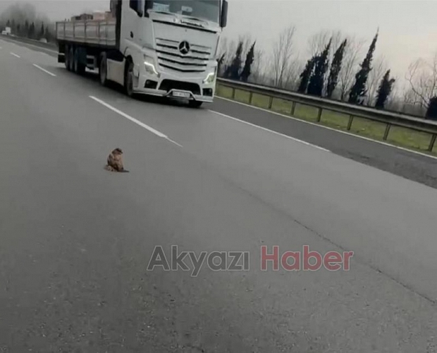 Şahini ölümden kurtardılar