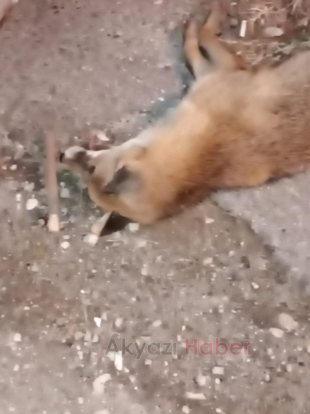 Tilki telef oldu