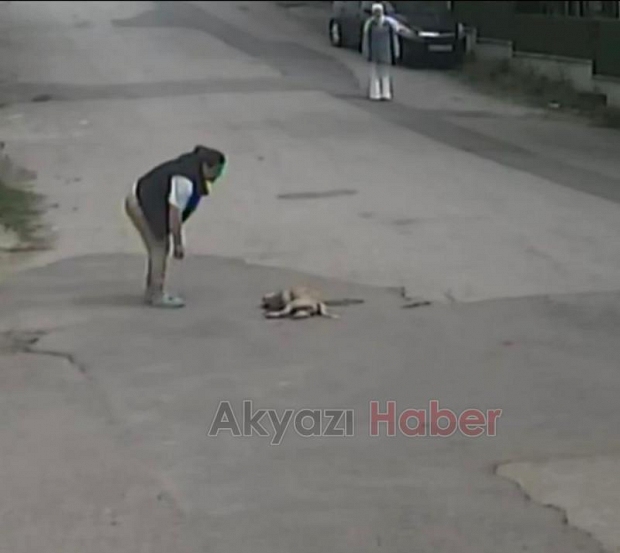 Dehşet anları Köpeği ezip böyle kaçtı!