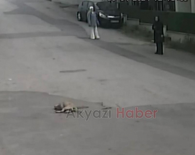 Dehşet anları Köpeği ezip böyle kaçtı!