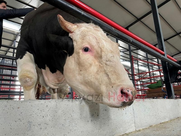 1,6 tonluk kurbanlık boğa 750 bin liraya satışta