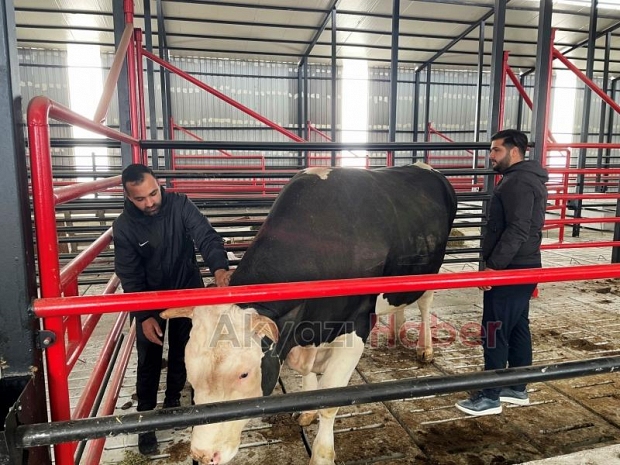 1,6 tonluk kurbanlık boğa 750 bin liraya satışta