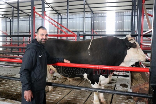 1,6 tonluk kurbanlık boğa 750 bin liraya satışta